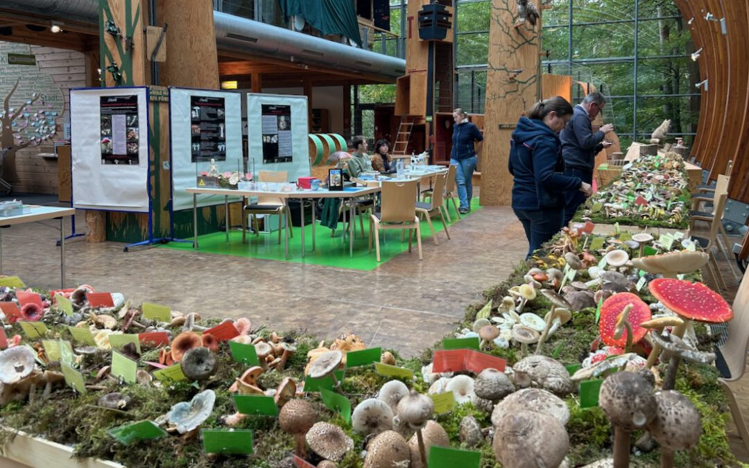 Bericht über die große Pilzausstellung im Haus des Waldes