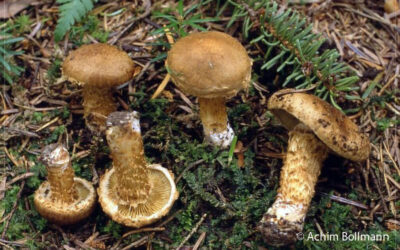 Schuppigstieliger Filzkopf – Januar 2026