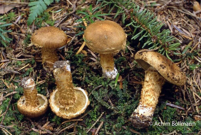 Schuppigstieliger Filzkopf – Januar 2026