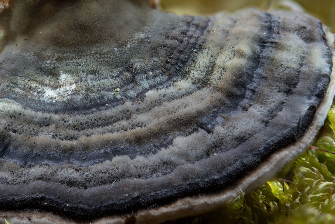 Trametes versicolor