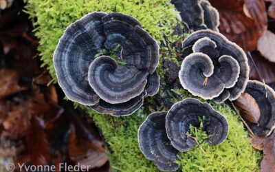 Schmetterlingstramete – Februar 2026