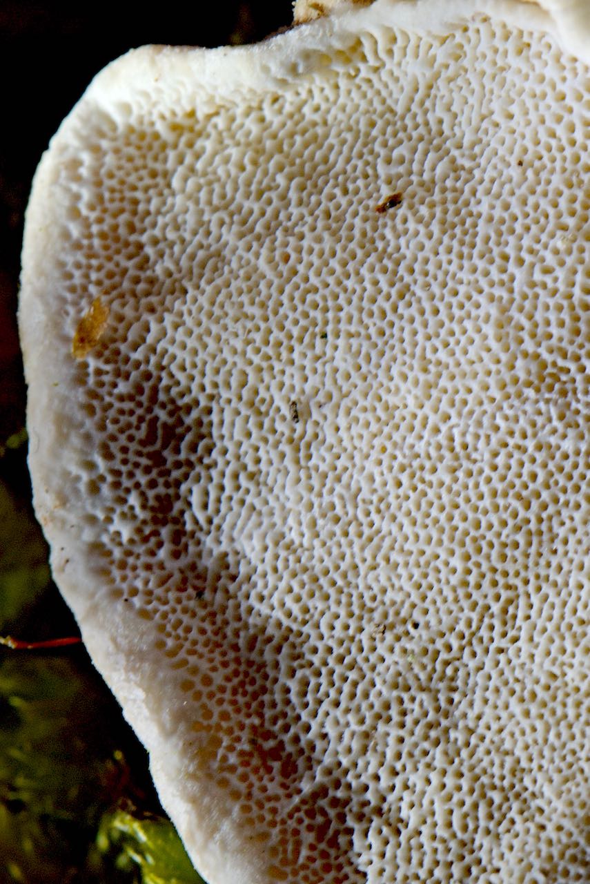 Trametes versicolor - Posten