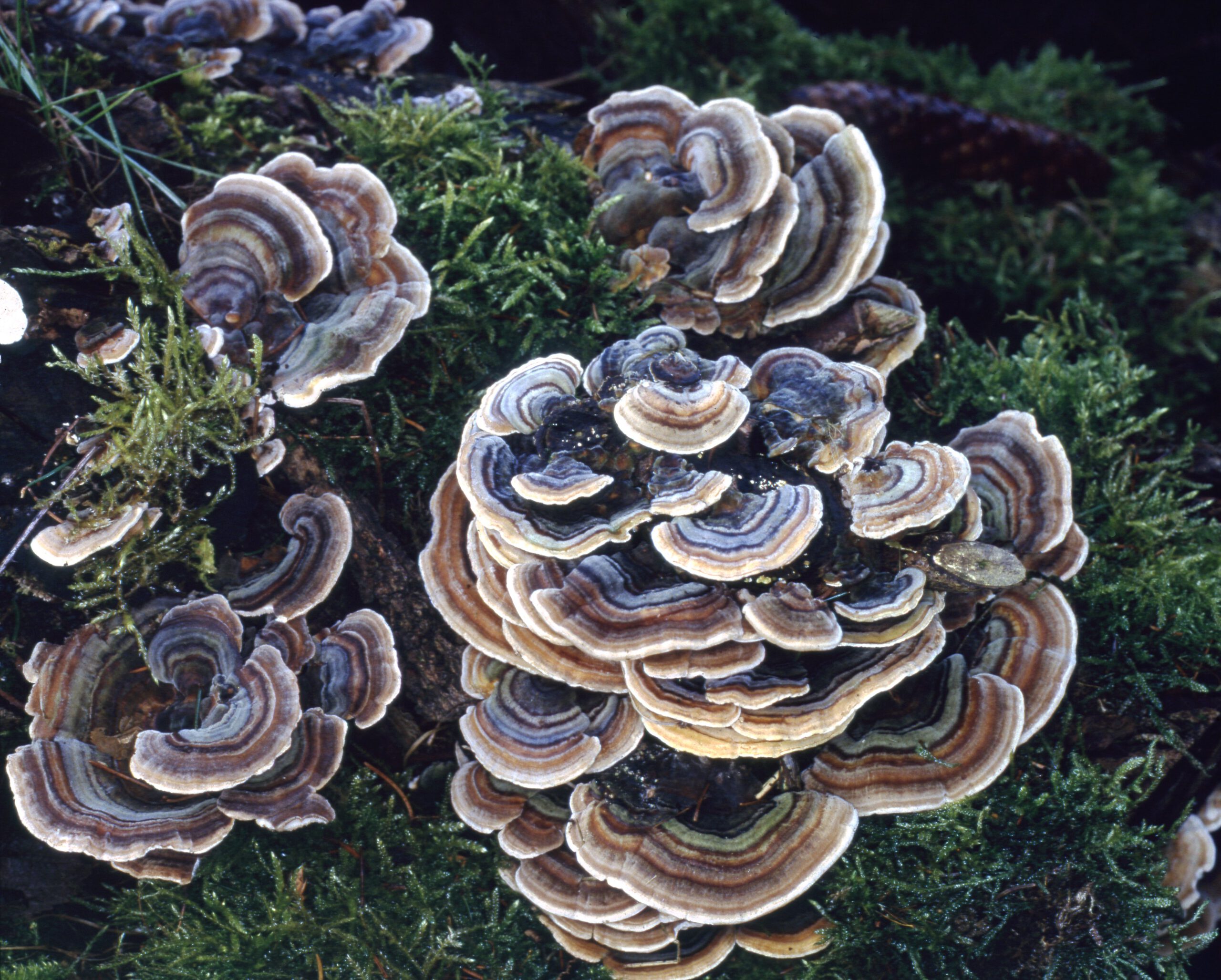 Trametes versicolor