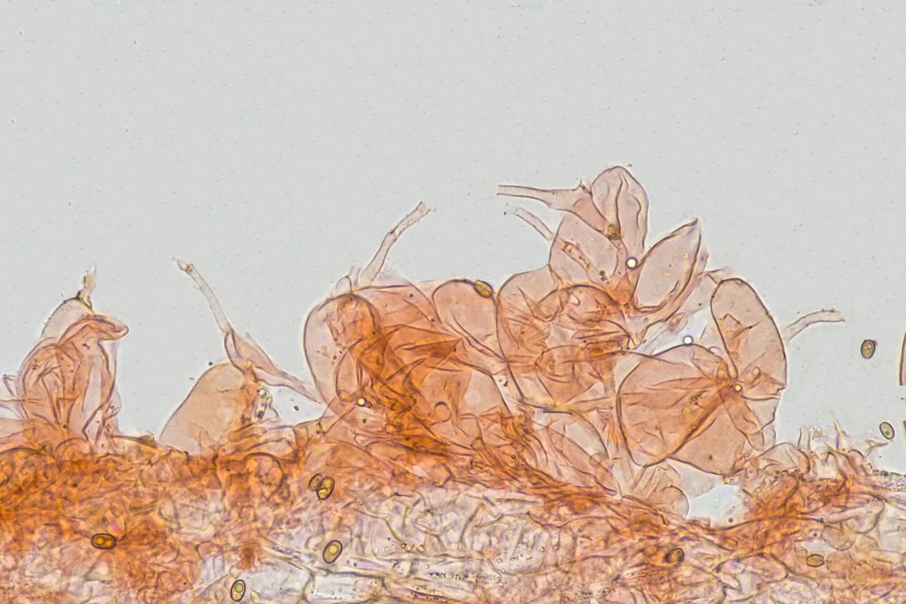Psathyrella candollolleana - HDS