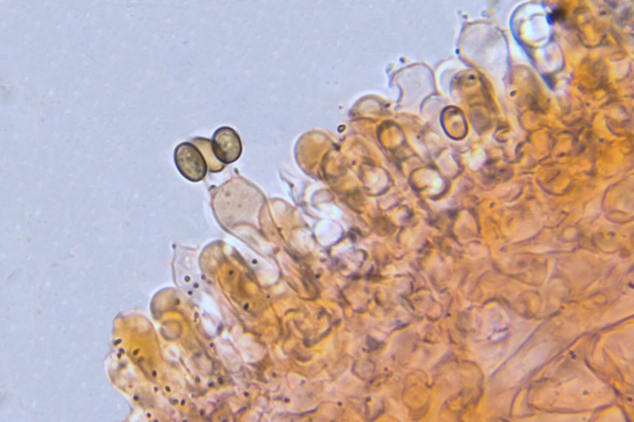 Behangene Faserling (Psathyrella candolleana) - Lamellenschneide