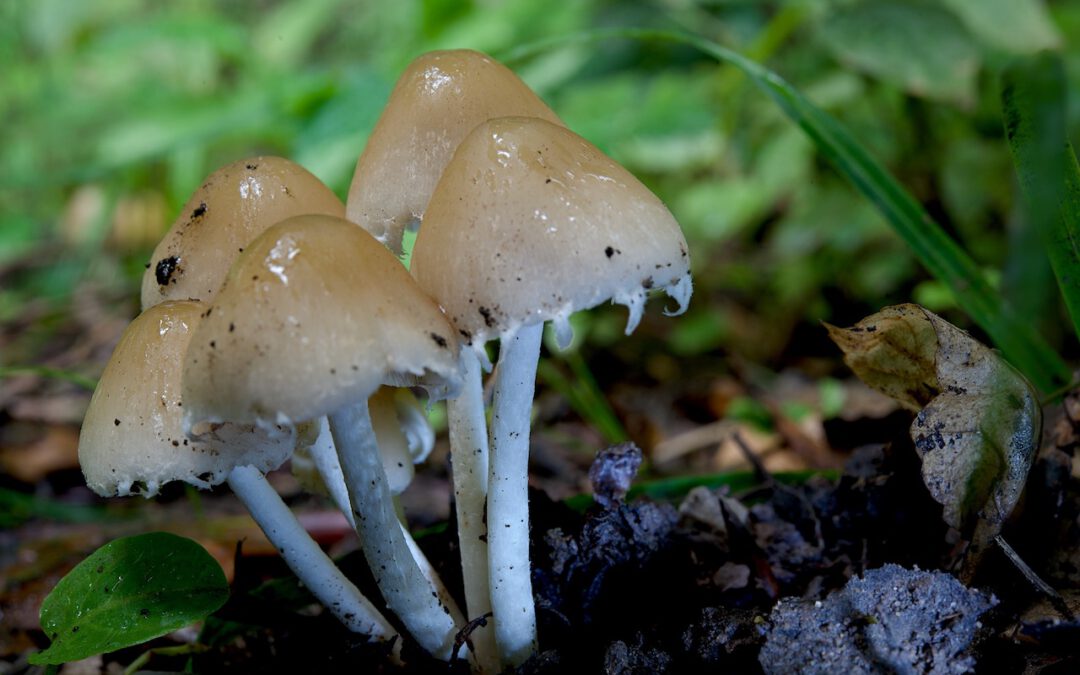 Behangener Faserling – März 2026