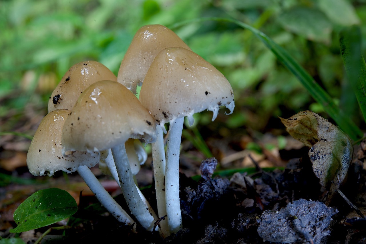 Psathyrella candollolleana Psathyrella candollolleana