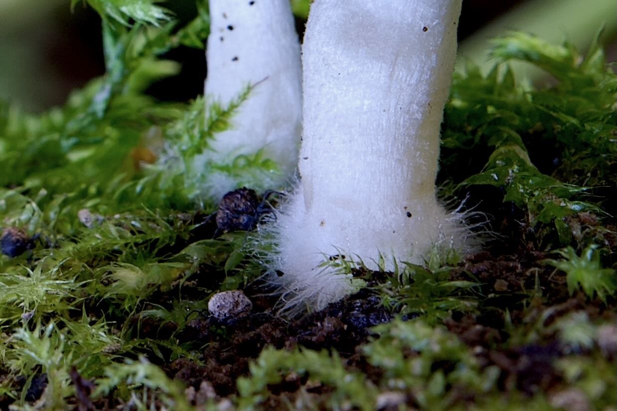 Behangene Faserling (Psathyrella candolleana)