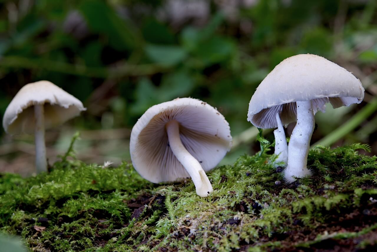 Behangene Faserling (Psathyrella candolleana)