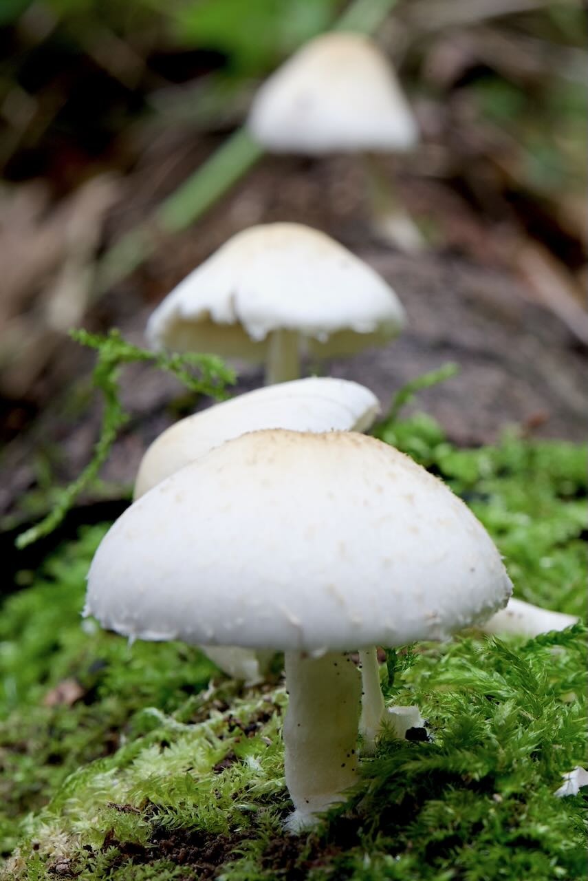 Behangene Faserling (Psathyrella candolleana)