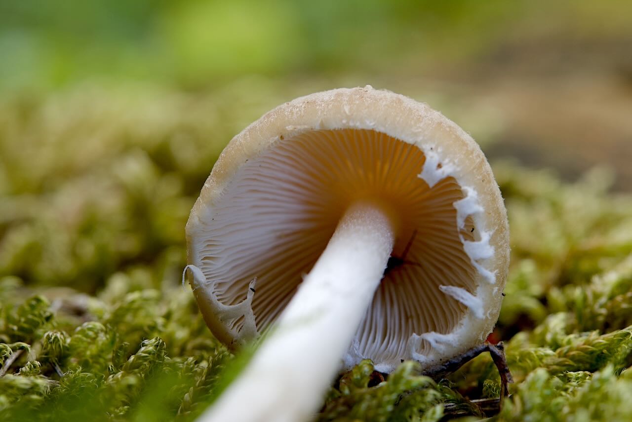 Behangene Faserling (Psathyrella candolleana)