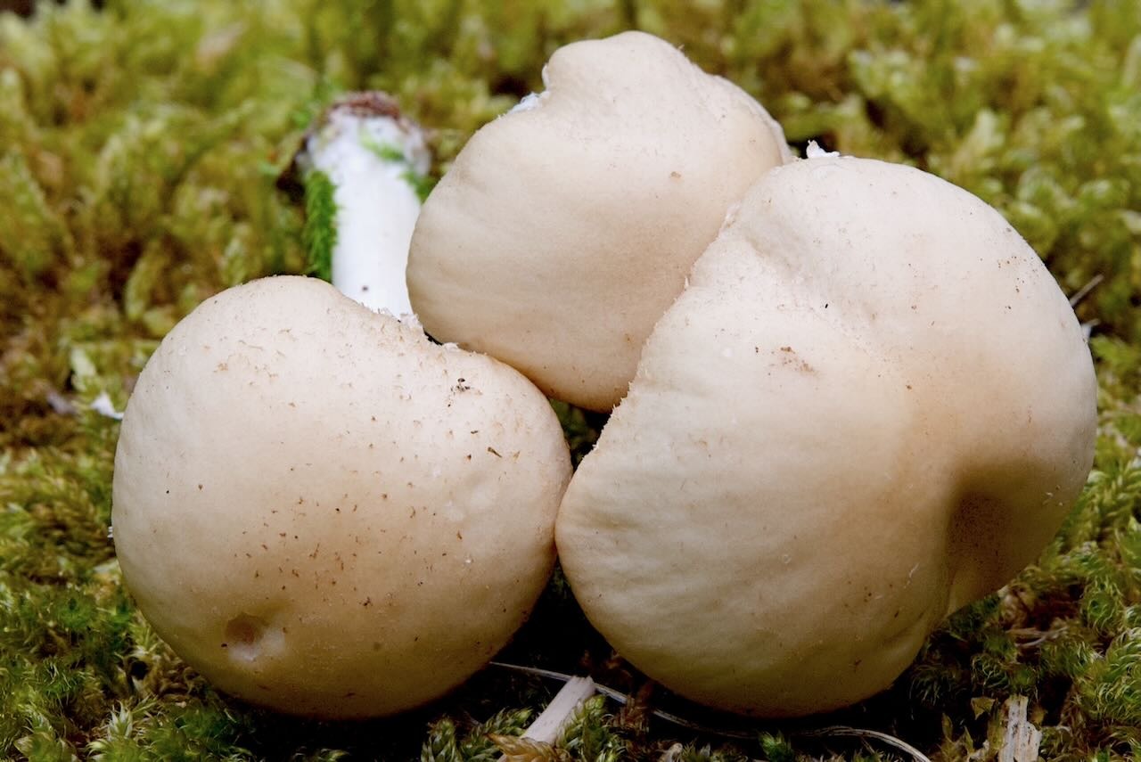 Behangene Faserling (Psathyrella candolleana)