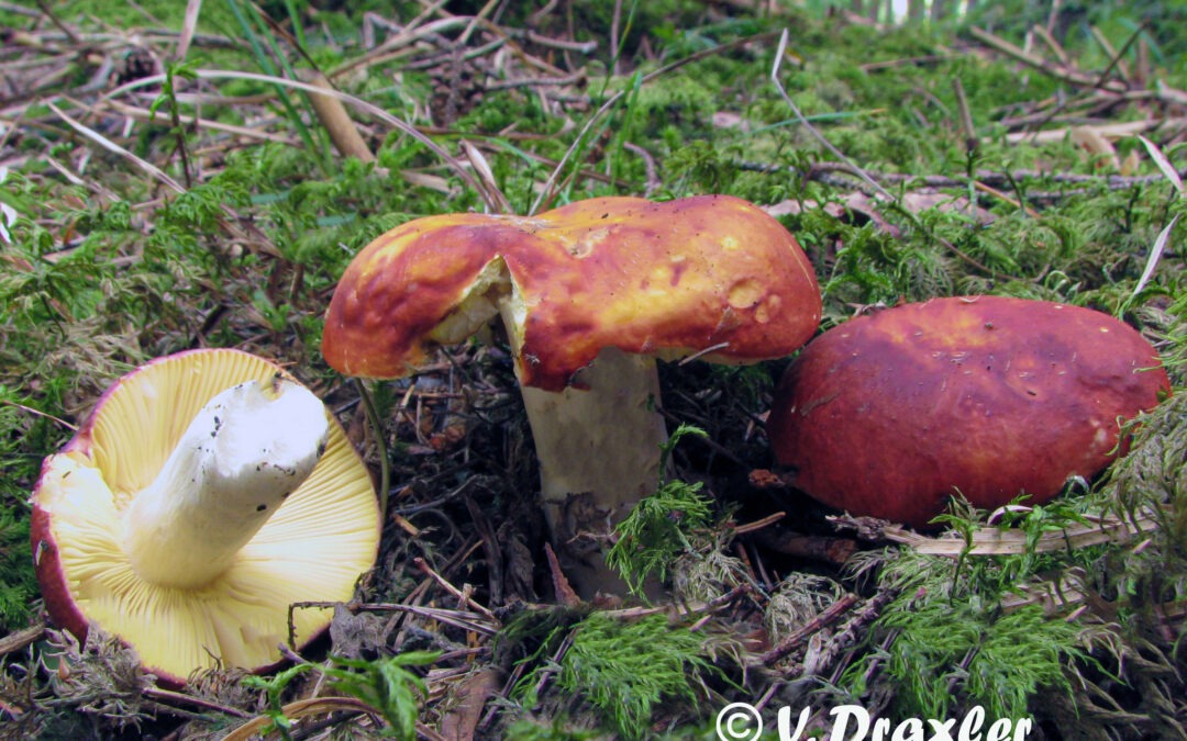 Goldtäubling – April 2026