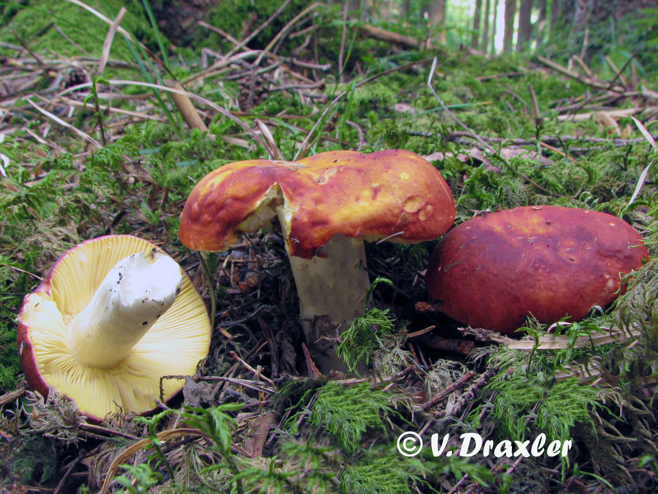 russula aurea