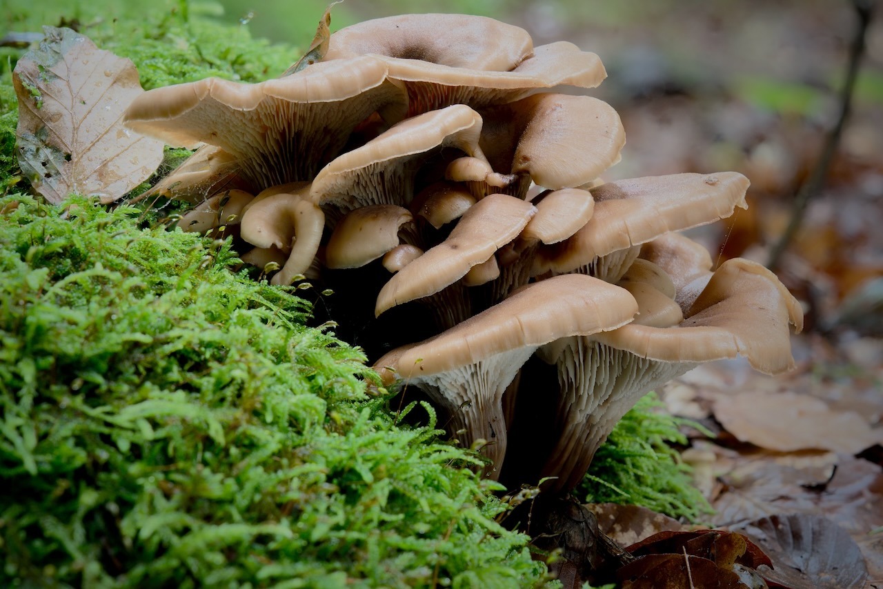 Behangene Faserling (Psathyrella candolleana)