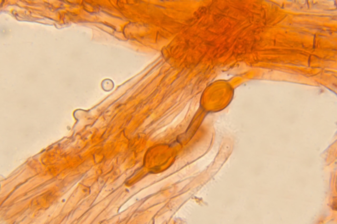 Behangene Faserling (Psathyrella candolleana) - Lamellenschneide