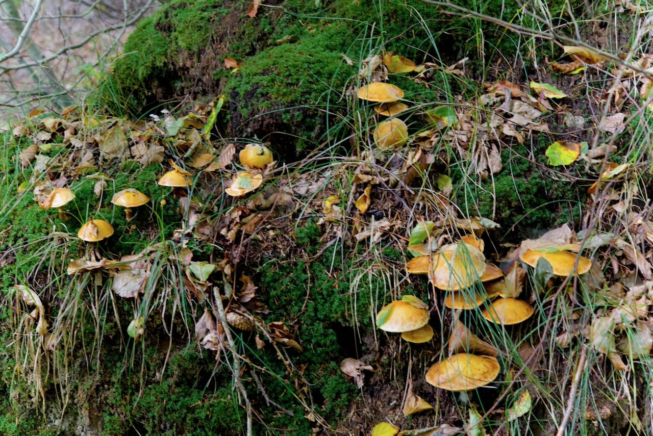 Viele Goldröhrling (Suillus grevillei )