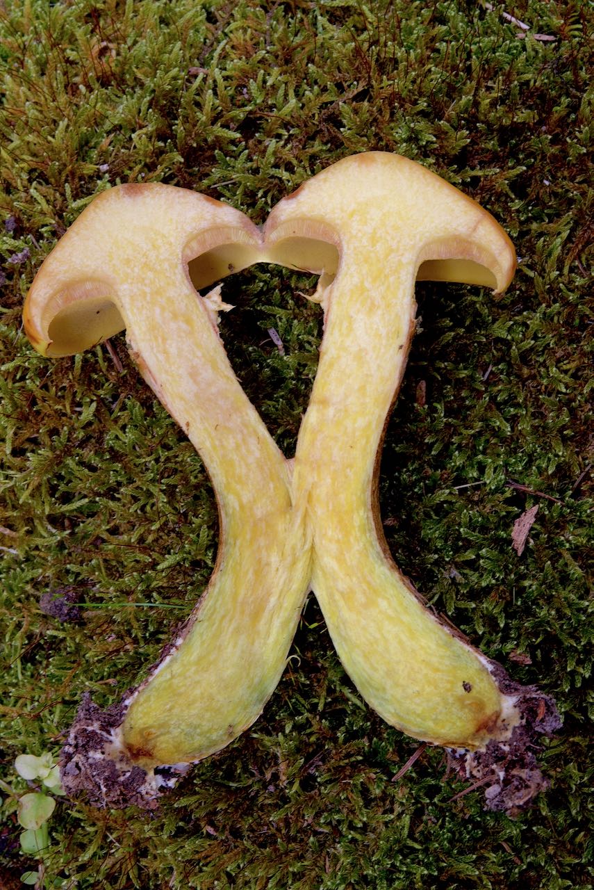 Goldröhrling (Suillus grevillei ) aufgeschnitten