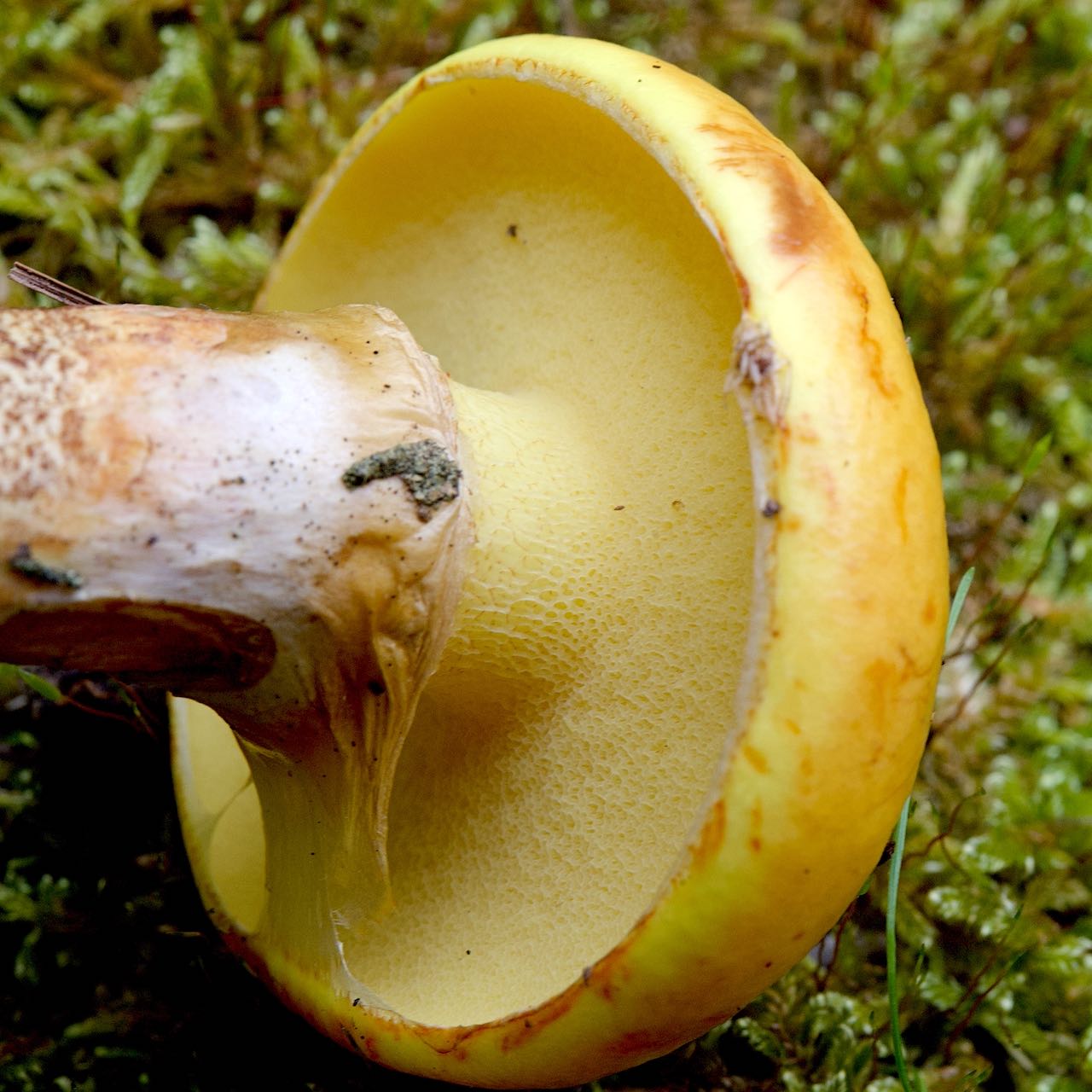 Goldröhrling (Suillus grevillei )