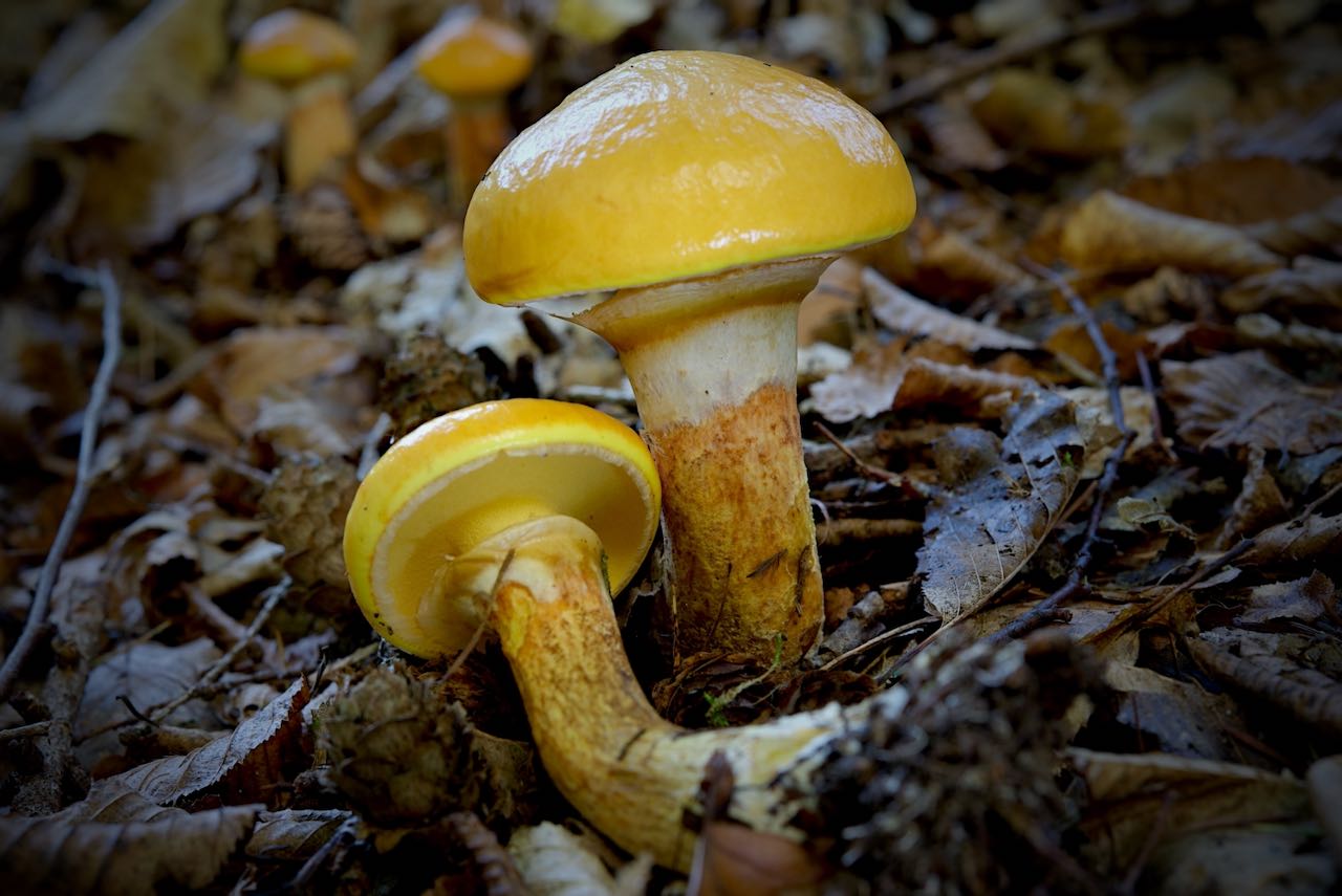 Goldröhrling (Suillus grevillei )