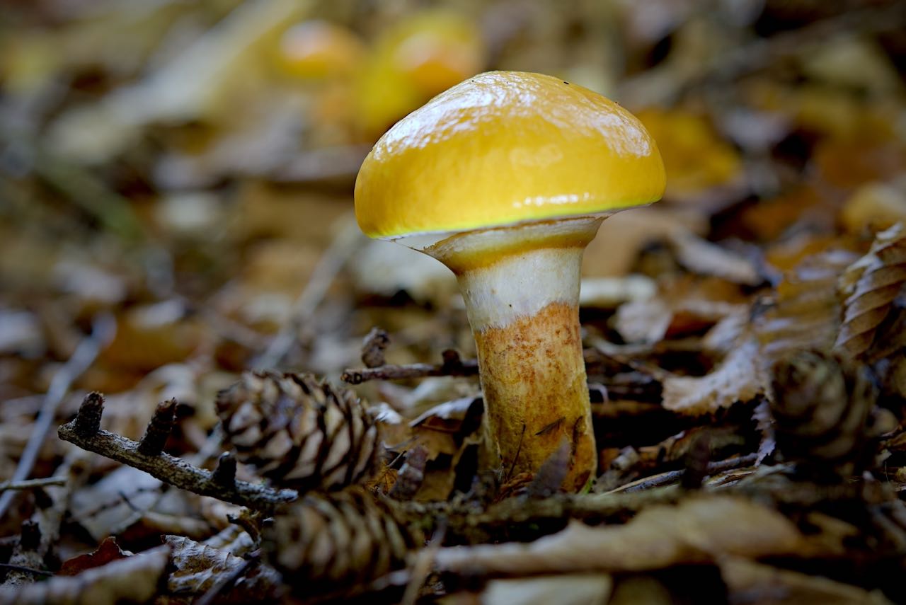 Goldröhrling (Suillus grevillei )