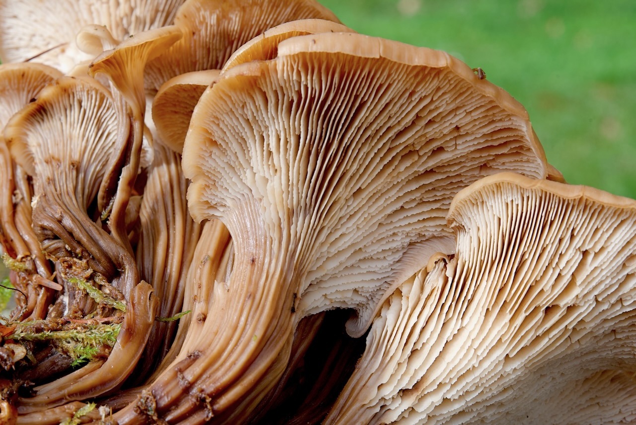 Behangene Faserling (Psathyrella candolleana)