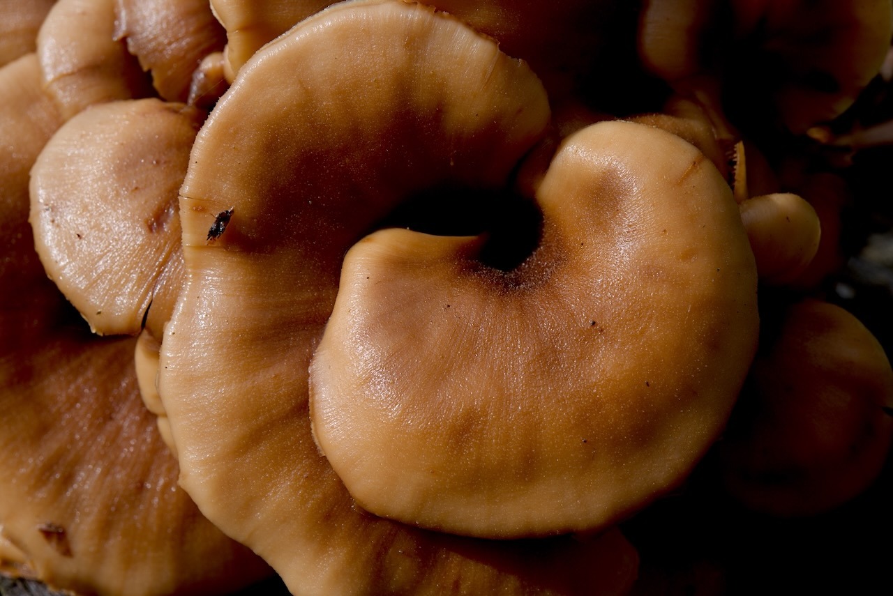 Behangene Faserling (Psathyrella candolleana)