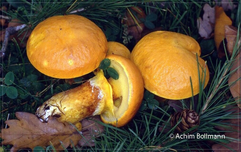 Goldröhrling (Suillus grevillei )