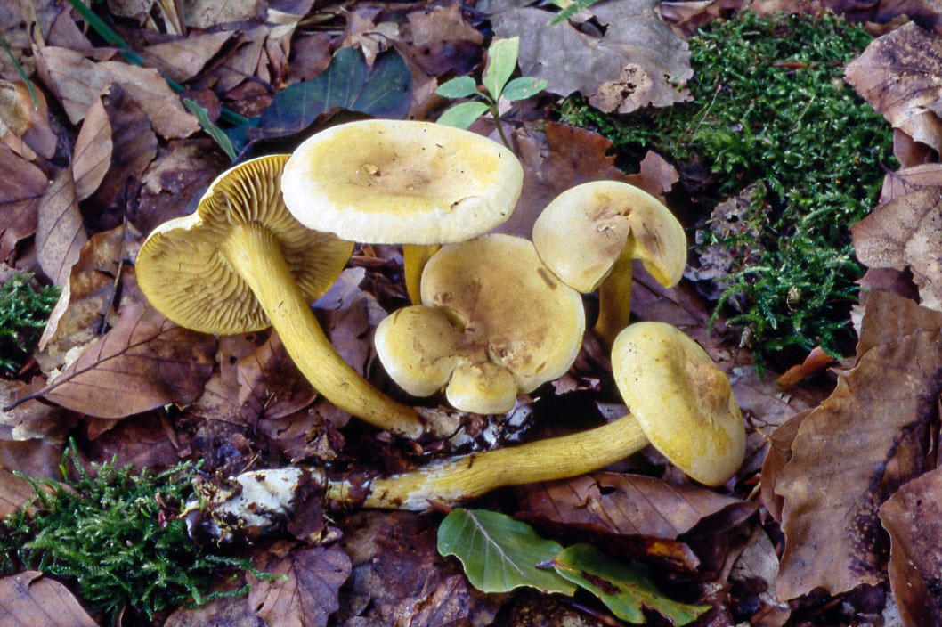 Tricholoma sulfureum