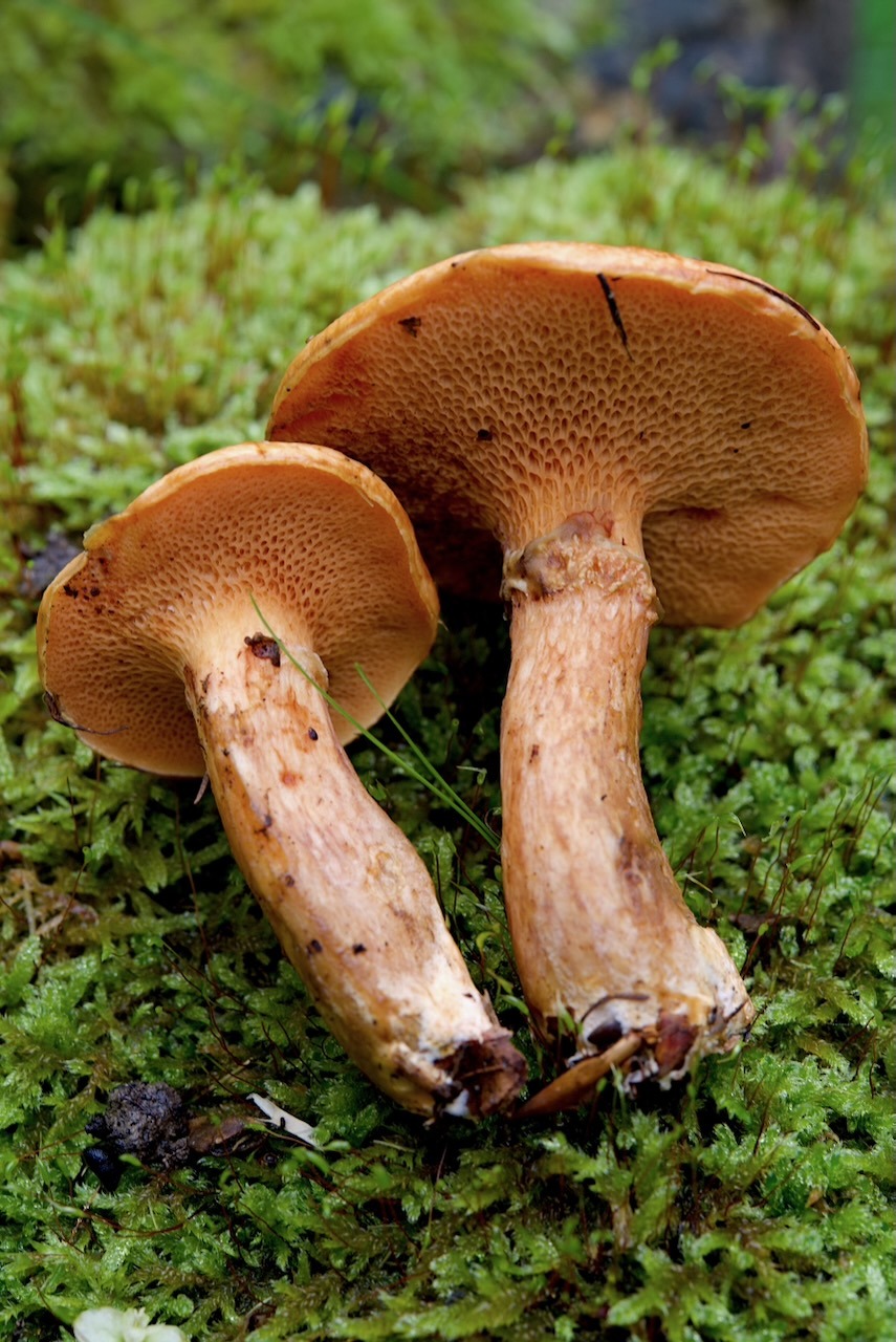 Rostrote Lärchen-Röhrling (Suillus tridentinus)
