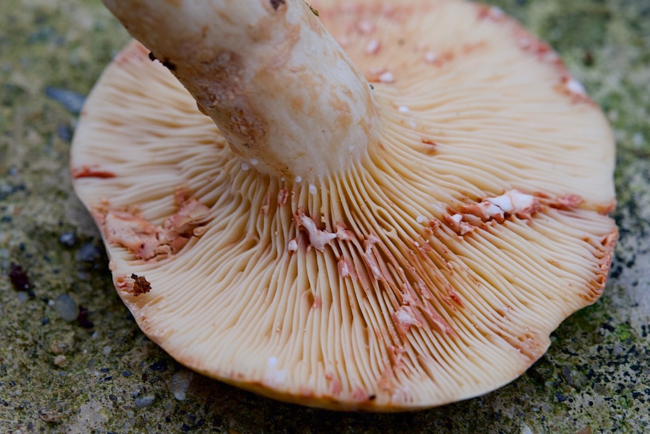 Rauchfarbene Milchling (Lactarius azonites)