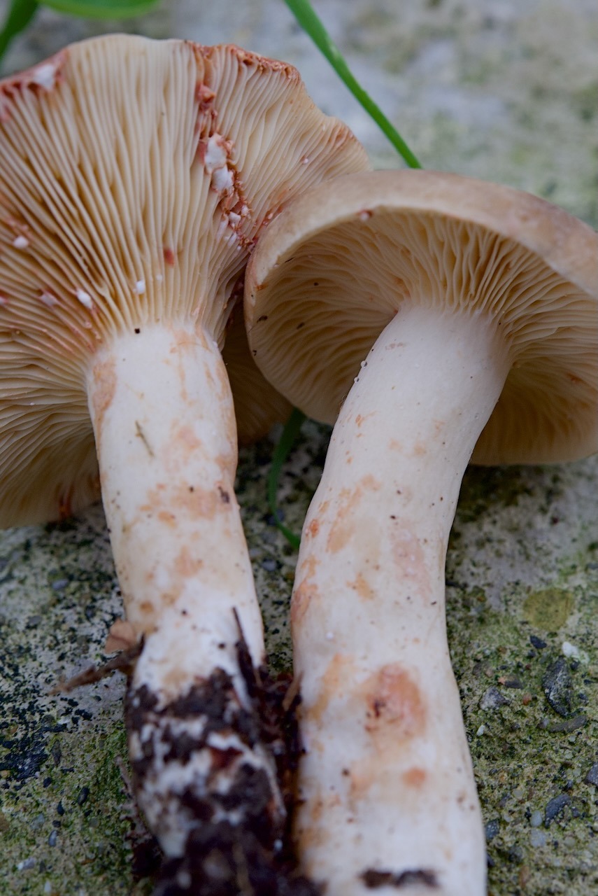 Rauchfarbene Milchling (Lactarius azonites)