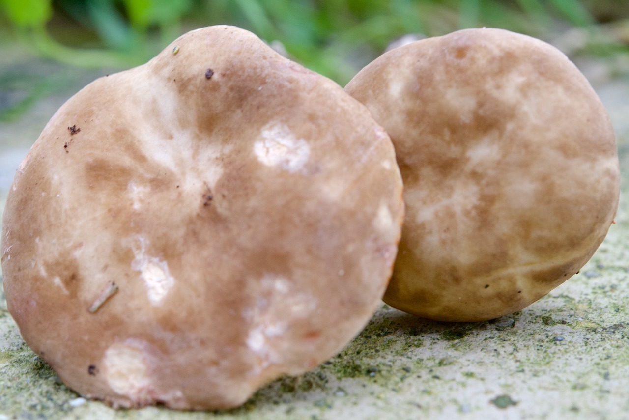 Hutoberfläche - Rauchfarbene Milchling (Lactarius azonites)