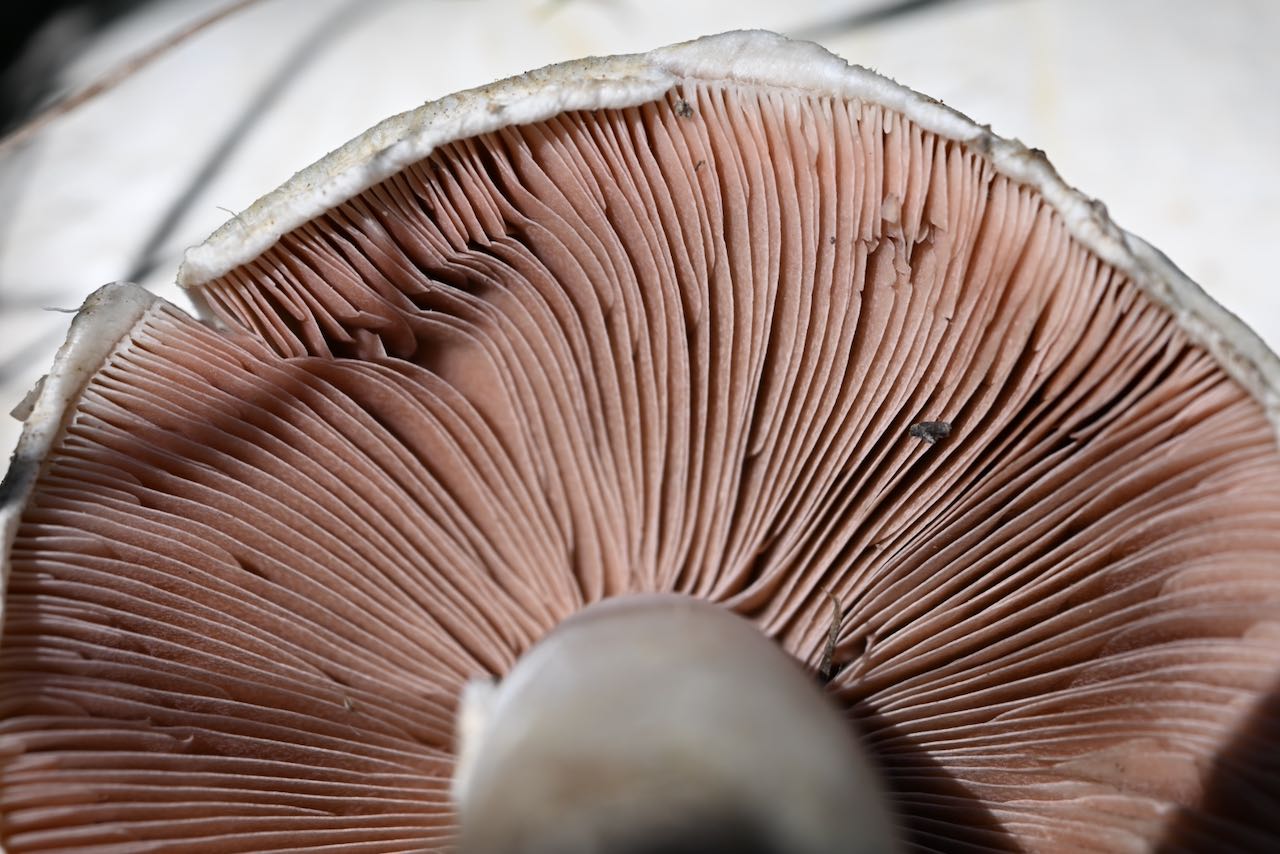 Hutoberfläche - Rauchfarbene Milchling (Lactarius azonites)