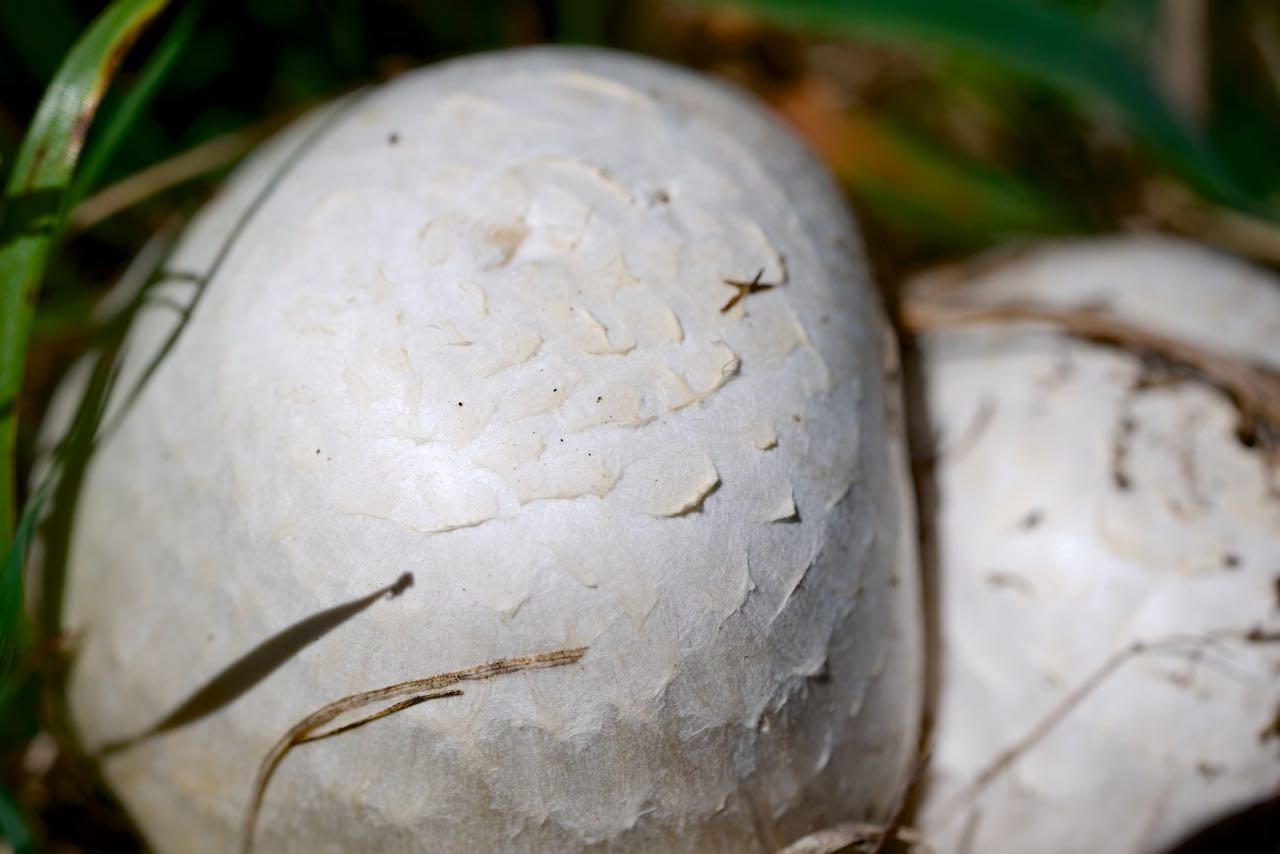 Rauchfarbene Milchling (Lactarius azonites)