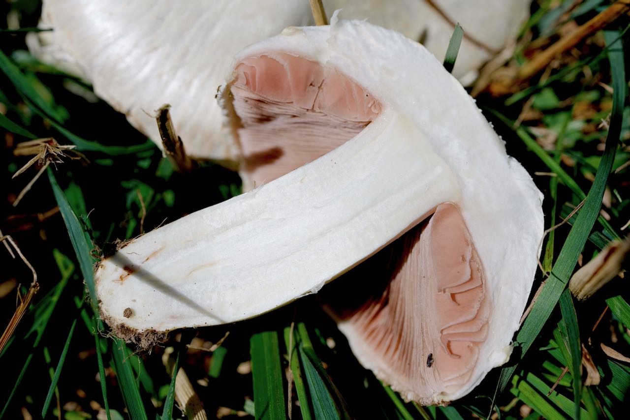Rauchfarbene Milchling (Lactarius azonites)