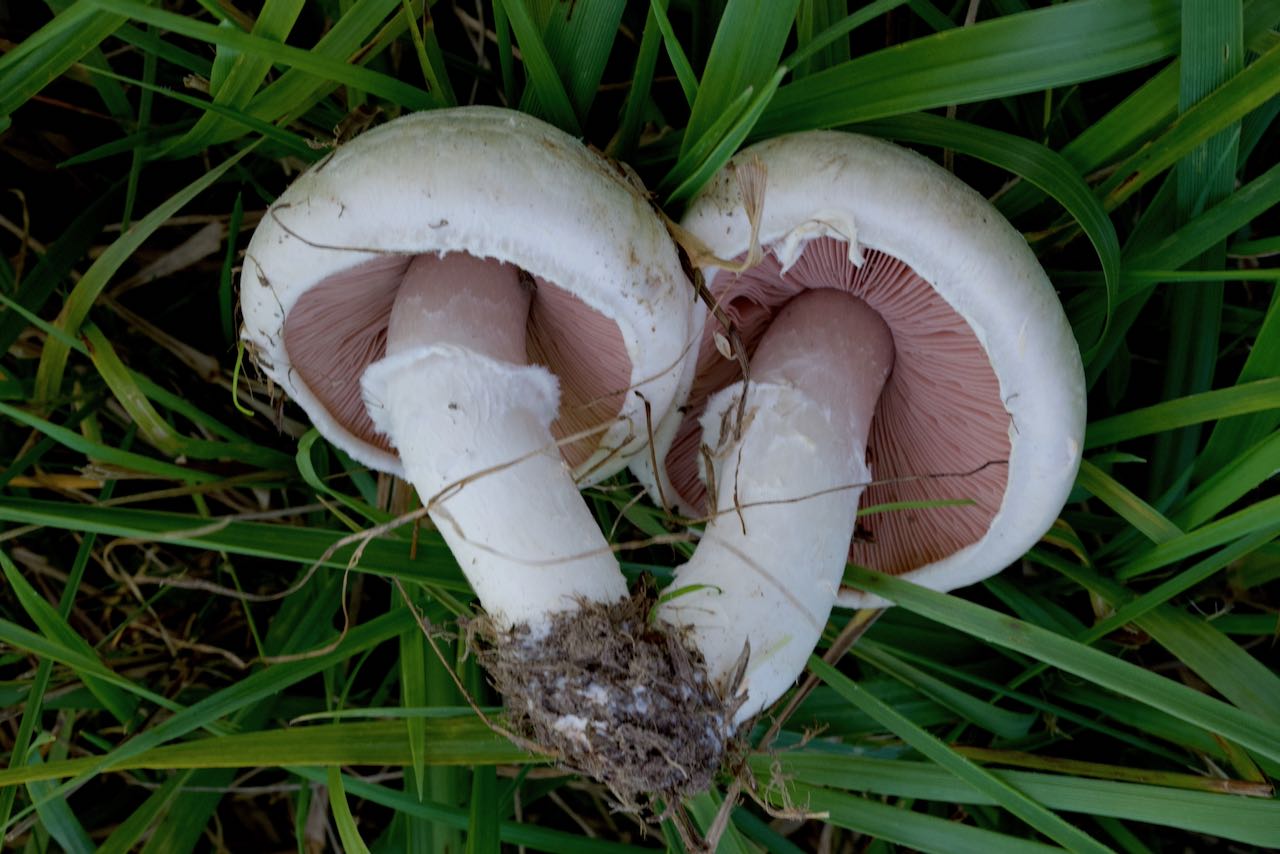 Agaricus campestris (Wiesenchampignon)