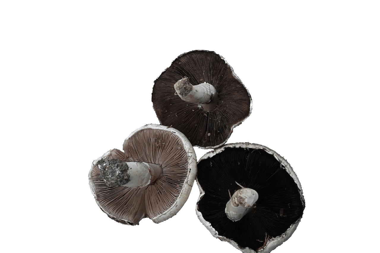 Agaricus campestris (Wiesenchampignon)