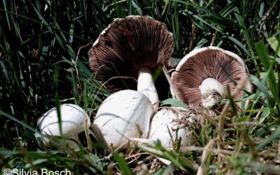 Wiesen-Champignon – September 2026