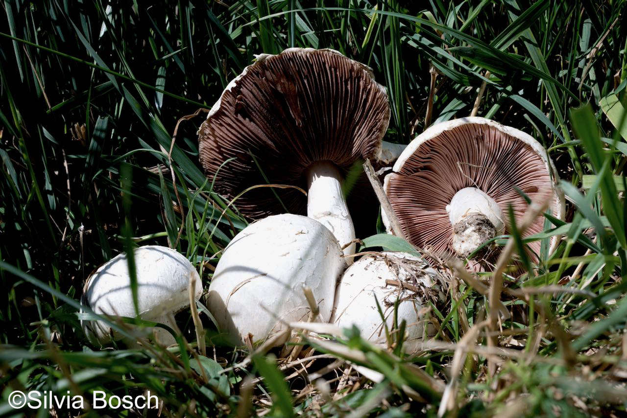 Agaricus campestris (Wiesenchampignon) Agaricus campestris (Wiesenchampignon)