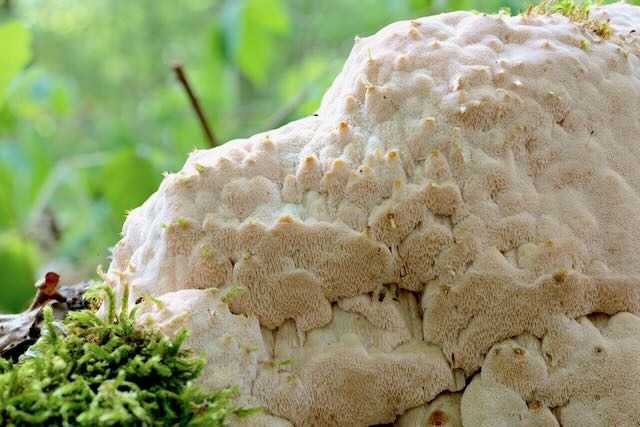 Rosafarbene Saftporling (Rhodonia placenta)