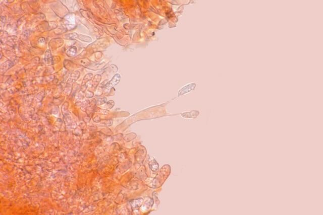 Rosafarbene Saftporling (Rhodonia placenta) - Basisdien