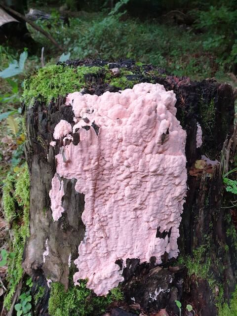 Agaricus campestris (Wiesenchampignon)